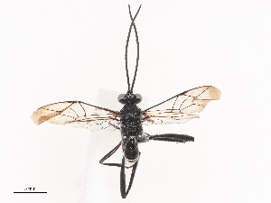  ( - CBG-A38472-D06)  @11 [ ] CreativeCommons - Attribution Share - Alike (2024) CBG Photography Group Centre for Biodiversity Genomics