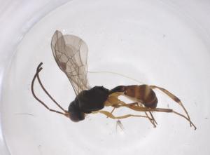  ( - CBG-A38729-A09)  @11 [ ] CreativeCommons - Attribution Share - Alike (2024) Centre for Biodiversity Genomics Centre for Biodiversity Genomics