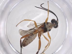  ( - CBG-A38729-D03)  @11 [ ] CreativeCommons - Attribution Share - Alike (2024) Centre for Biodiversity Genomics Centre for Biodiversity Genomics