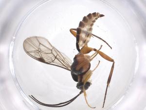  ( - CBG-A38729-F01)  @11 [ ] CreativeCommons - Attribution Share - Alike (2024) Centre for Biodiversity Genomics Centre for Biodiversity Genomics