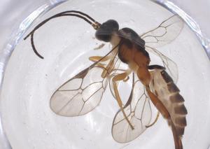  ( - CBG-A38730-D06)  @11 [ ] CreativeCommons - Attribution Share - Alike (2024) Centre for Biodiversity Genomics Centre for Biodiversity Genomics