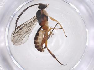  ( - CBG-A38730-F09)  @11 [ ] CreativeCommons - Attribution Share - Alike (2024) Centre for Biodiversity Genomics Centre for Biodiversity Genomics