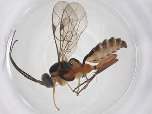  ( - CBG-A38731-A08)  @11 [ ] CreativeCommons - Attribution Share - Alike (2024) Centre for Biodiversity Genomics Centre for Biodiversity Genomics