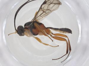  ( - CBG-A38731-B02)  @11 [ ] CreativeCommons - Attribution Share - Alike (2024) Centre for Biodiversity Genomics Centre for Biodiversity Genomics