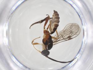  ( - CBG-A38731-G11)  @11 [ ] CreativeCommons - Attribution Share - Alike (2024) Centre for Biodiversity Genomics Centre for Biodiversity Genomics