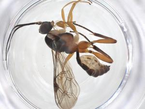  ( - CBG-A38731-H01)  @11 [ ] CreativeCommons - Attribution Share - Alike (2024) Centre for Biodiversity Genomics Centre for Biodiversity Genomics