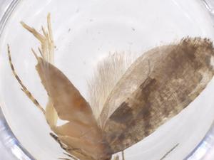  ( - CBG-A38798-B01)  @11 [ ] CreativeCommons - Attribution Share - Alike (2024) Centre for Biodiversity Genomics Centre for Biodiversity Genomics