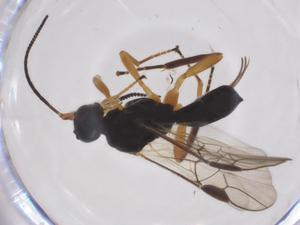  (Nealiolus Malaise6755 - CBG-A38798-F02)  @11 [ ] CreativeCommons - Attribution Share - Alike (2024) Centre for Biodiversity Genomics Centre for Biodiversity Genomics