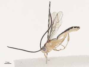  ( - CBG-A40194-E02)  @11 [ ] CreativeCommons - Attribution Share - Alike (2024) CBG Photography Group Centre for Biodiversity Genomics