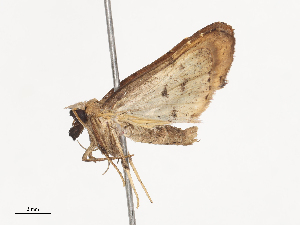  ( - CBG-A40196-B06)  @11 [ ] CreativeCommons - Attribution Share - Alike (2024) CBG Photography Group Centre for Biodiversity Genomics