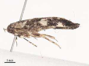  (gelMalaise01 malaise8568 - CBG-A40198-G02)  @11 [ ] CreativeCommons - Attribution Share - Alike (2024) CBG Photography Group Centre for Biodiversity Genomics