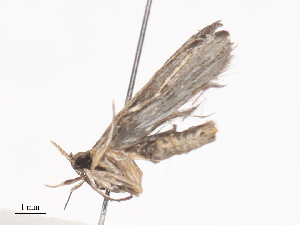  ( - CBG-A40199-E08)  @11 [ ] CreativeCommons - Attribution Share - Alike (2024) CBG Photography Group Centre for Biodiversity Genomics