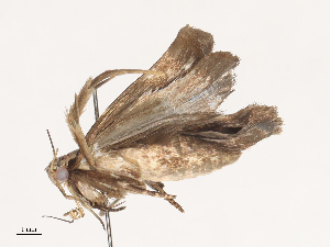  ( - CBG-A40220-C01)  @11 [ ] CreativeCommons - Attribution Share - Alike (2024) CBG Photography Group Centre for Biodiversity Genomics