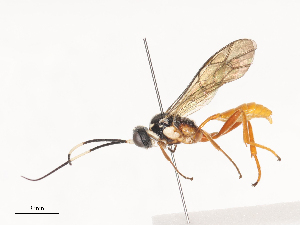  ( - CBG-A40221-D02)  @11 [ ] CreativeCommons - Attribution Share - Alike (2024) CBG Photography Group Centre for Biodiversity Genomics