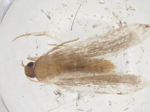  ( - CBG-A40426-B03)  @11 [ ] CreativeCommons - Attribution Share - Alike (2024) Centre for Biodiversity Genomics Centre for Biodiversity Genomics