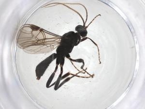  (Nealiolus Malaise7541 - CBG-A40426-H05)  @11 [ ] CreativeCommons - Attribution Share - Alike (2024) Centre for Biodiversity Genomics Centre for Biodiversity Genomics