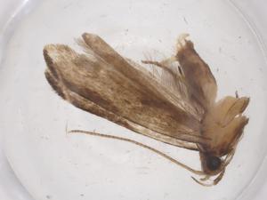  ( - CBG-A40430-A02)  @11 [ ] CreativeCommons - Attribution Share - Alike (2024) Centre for Biodiversity Genomics Centre for Biodiversity Genomics