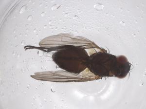  ( - CBG-A38690-H02)  @11 [ ] CreativeCommons - Attribution Share - Alike (2024) Centre for Biodiversity Genomics Centre for Biodiversity Genomics