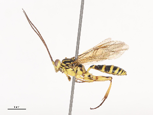  (Platylabus Wahl01 - CBG-A40078-D04)  @11 [ ] CreativeCommons - Attribution Share - Alike (2024) CBG Photography Group Centre for Biodiversity Genomics