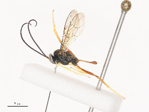  ( - CBG-A40078-H11)  @11 [ ] CreativeCommons - Attribution Share - Alike (2024) CBG Photography Group Centre for Biodiversity Genomics