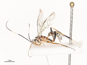  ( - CBG-A40080-C02)  @11 [ ] CreativeCommons - Attribution Share - Alike (2024) CBG Photography Group Centre for Biodiversity Genomics