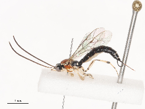  ( - CBG-A40080-C05)  @11 [ ] CreativeCommons - Attribution Share - Alike (2024) CBG Photography Group Centre for Biodiversity Genomics