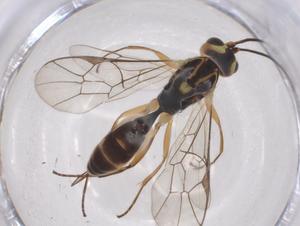  ( - CBG-A40590-E07)  @11 [ ] CreativeCommons - Attribution Share - Alike (2024) Centre for Biodiversity Genomics Centre for Biodiversity Genomics