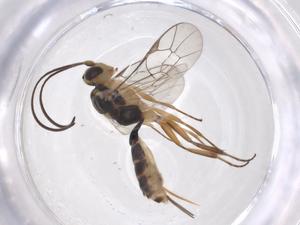  ( - CBG-A40590-H07)  @11 [ ] CreativeCommons - Attribution Share - Alike (2024) Centre for Biodiversity Genomics Centre for Biodiversity Genomics