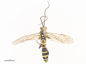  ( - CBG-A41833-F06)  @11 [ ] CreativeCommons - Attribution Share - Alike (2024) CBG Photography Group Centre for Biodiversity Genomics