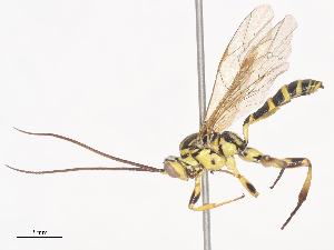  ( - CBG-A41833-F08)  @11 [ ] CreativeCommons - Attribution Share - Alike (2024) CBG Photography Group Centre for Biodiversity Genomics