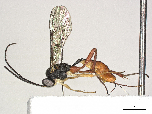  (Hyposoter INB-48 - CBG-A41834-G10)  @11 [ ] CreativeCommons - Attribution (2024) CBG Photography Group Centre for Biodiversity Genomics