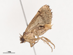  ( - CBG-A41837-A07)  @11 [ ] CreativeCommons - Attribution Share - Alike (2024) CBG Photography Group Centre for Biodiversity Genomics