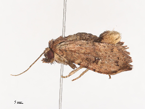  (Nephelistis Sullivan0680 - CBG-A41837-A08)  @11 [ ] CreativeCommons - Attribution Share - Alike (2024) CBG Photography Group Centre for Biodiversity Genomics