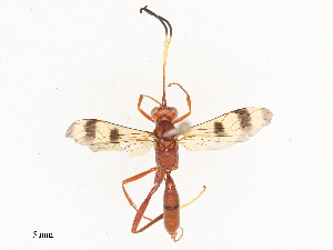  ( - CBG-A41838-A02)  @11 [ ] CreativeCommons - Attribution Share - Alike (2024) CBG Photography Group Centre for Biodiversity Genomics