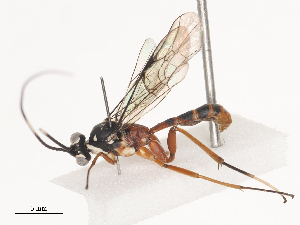  ( - CBG-A41838-F03)  @11 [ ] CreativeCommons - Attribution Share - Alike (2024) CBG Photography Group Centre for Biodiversity Genomics
