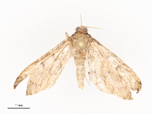  ( - CBG-A41839-C09)  @11 [ ] CreativeCommons - Attribution Share - Alike (2024) CBG Photography Group Centre for Biodiversity Genomics