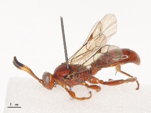  ( - CBG-A41839-E11)  @11 [ ] CreativeCommons - Attribution Share - Alike (2024) CBG Photography Group Centre for Biodiversity Genomics