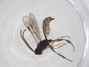  ( - CBG-A42264-D06)  @11 [ ] CreativeCommons - Attribution Share - Alike (2024) Centre for Biodiversity Genomics Centre for Biodiversity Genomics