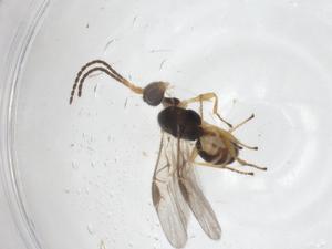  ( - CBG-A42271-H06)  @11 [ ] CreativeCommons - Attribution Share - Alike (2024) Centre for Biodiversity Genomics Centre for Biodiversity Genomics