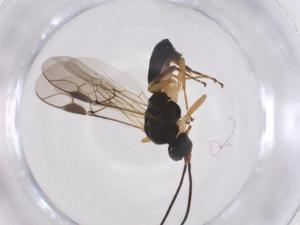  ( - CBG-A42300-B04)  @11 [ ] CreativeCommons - Attribution Share - Alike (2024) Centre for Biodiversity Genomics Centre for Biodiversity Genomics