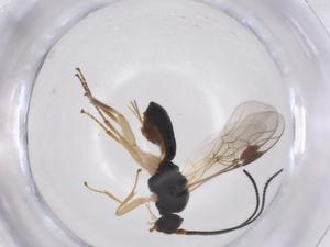  ( - CBG-A42300-D03)  @11 [ ] CreativeCommons - Attribution Share - Alike (2024) Centre for Biodiversity Genomics Centre for Biodiversity Genomics