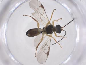  ( - CBG-A42300-F02)  @11 [ ] CreativeCommons - Attribution Share - Alike (2024) Centre for Biodiversity Genomics Centre for Biodiversity Genomics