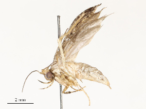  ( - CBG-A54504-A05)  @11 [ ] CreativeCommons - Attribution Share - Alike (2024) CBG Photography Group Centre for Biodiversity Genomics