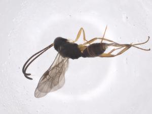  ( - CBG-A56684-E09)  @11 [ ] CreativeCommons - Attribution Share - Alike (2024) Centre for Biodiversity Genomics Centre for Biodiversity Genomics