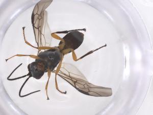  ( - CBG-A56690-B09)  @11 [ ] CreativeCommons - Attribution Share - Alike (2024) Centre for Biodiversity Genomics Centre for Biodiversity Genomics