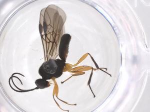  ( - CBG-A56696-H02)  @11 [ ] CreativeCommons - Attribution Share - Alike (2024) Centre for Biodiversity Genomics Centre for Biodiversity Genomics