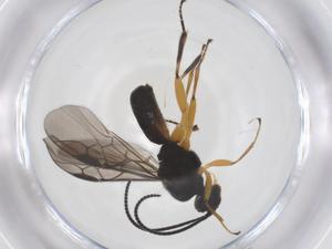  ( - CBG-A56697-F10)  @11 [ ] CreativeCommons - Attribution Share - Alike (2024) Centre for Biodiversity Genomics Centre for Biodiversity Genomics