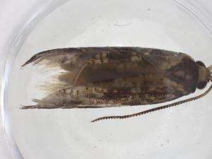  ( - CBG-A58385-A02)  @11 [ ] CreativeCommons - Attribution Share - Alike (2024) Centre for Biodiversity Genomics Centre for Biodiversity Genomics