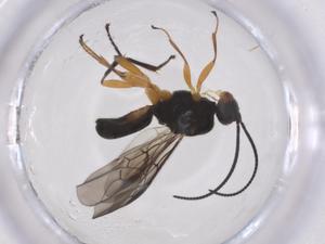  ( - CBG-A58389-C07)  @11 [ ] CreativeCommons - Attribution Share - Alike (2024) Centre for Biodiversity Genomics Centre for Biodiversity Genomics