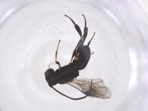  (Ascogaster Malaise7299 - CBG-A58392-B07)  @11 [ ] CreativeCommons - Attribution Share - Alike (2024) Centre for Biodiversity Genomics Centre for Biodiversity Genomics